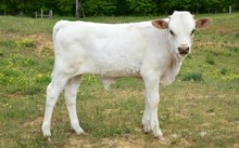 Drop Dunk x Jeremiah’s Jubilee bull