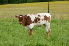 Tequilla Heartbreak 108 x Country Cloud bull