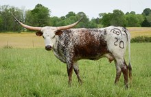 SH Tax Break 70/20
