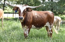 SH Tequilla Bandera 97