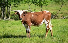 SH Tequilla Bandera 97