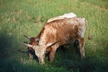 STC Red Headed Stranger