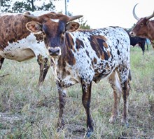 STC Cowpoke