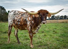 STC Kickstart My Heart