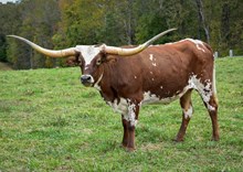 SH Tequilla Bandera 97