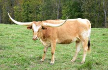 STC Bark at the Moon