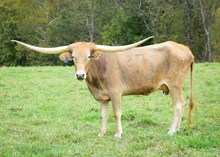 SH Summer Shine 27/22