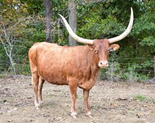 Saltillo Outback Agie 74