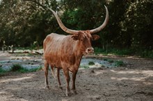 Saltillo Outback Agie 74