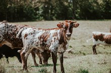 STC Cowpoke
