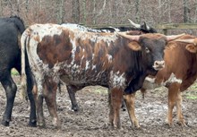 Dunk x Saltillo Outback Agie 24