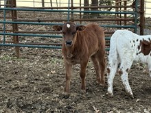 Tuff x Saltillo Outback Agie