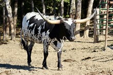 STC Angel of the Morning