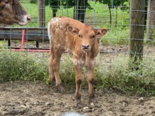 Tuff x Big Energy 25 Bull Calf